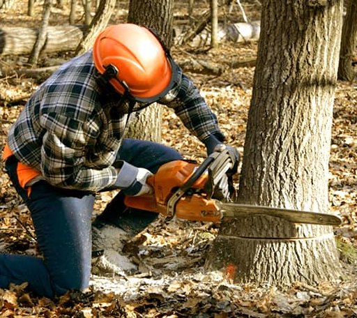Tree Removal in Ore City, TX